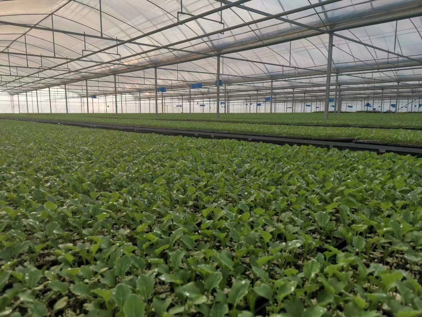 溫室大棚加溫供暖應(yīng)該如何選擇鍋爐設(shè)備？