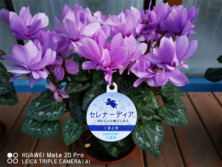 四川成都康誠花卉